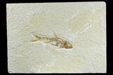 Fossil Fish (Knightia) - Wyoming #165806-1